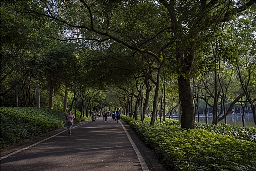 夏天广州天河公园绿树成荫,林荫大道上的市民