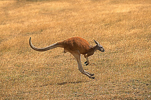 红袋鼠,成年,跑,澳大利亚