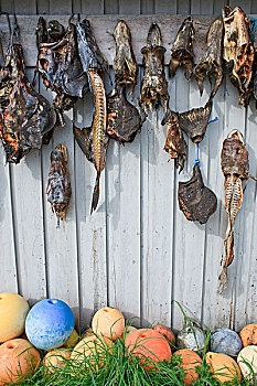干鱼,悬挂,钓鱼,战利品,墙壁,挪威,斯堪的纳维亚,欧洲