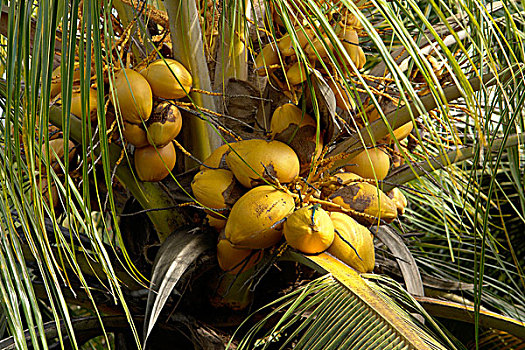 椰树,椰,靠近,毛里求斯,非洲