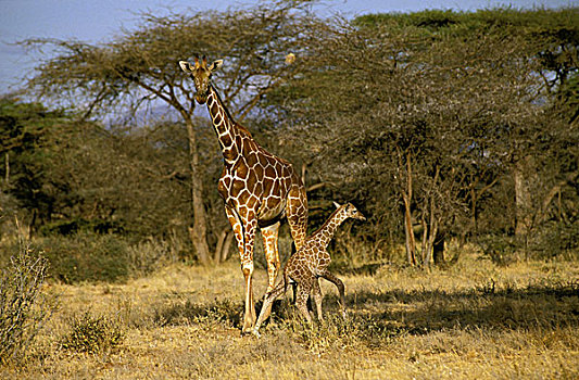 网纹长颈鹿,长颈鹿,雌性,肯尼亚