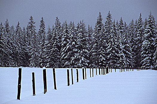 冬景,靠近,山谷,华盛顿