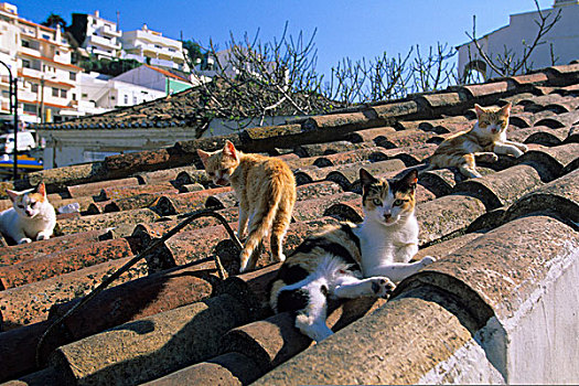 屋顶,阿尔加维,葡萄牙,欧洲