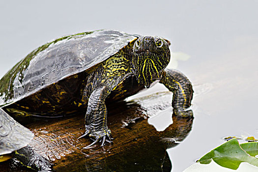 湿地,锦龟