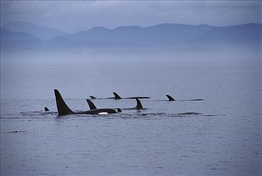 逆戟鲸,平面,温哥华岛,加拿大