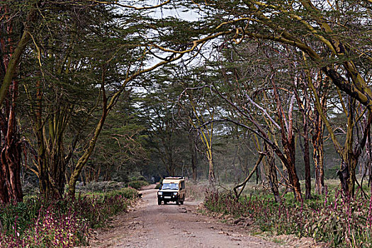 旅游,交通工具,纳库鲁湖国家公园,肯尼亚