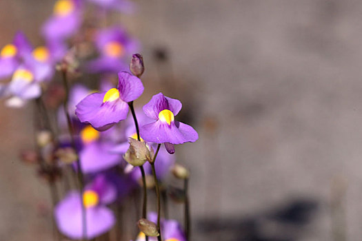 小,兰花,紫罗兰
