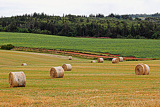 干草包,土地,爱德华王子岛,加拿大