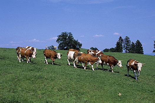 德国,巴伐利亚,母牛,草场,牛