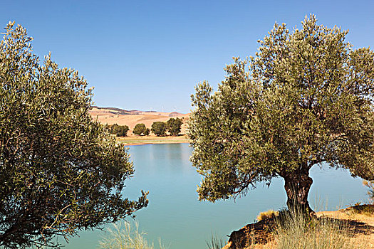 橄榄树,岸边,坝,马拉加省,西班牙
