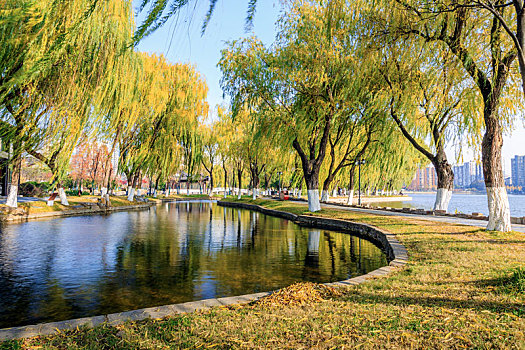 深秋湖畔垂柳,南京市莫愁湖公园