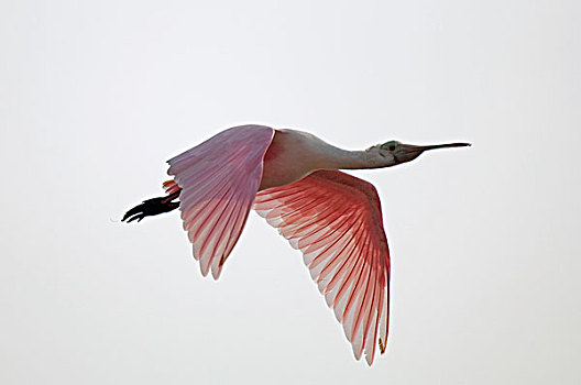粉红琵鹭,飞,哥伦比亚