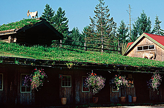 山羊,屋顶,小杂货店,温哥华岛,不列颠哥伦比亚省,加拿大