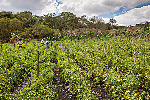 西红柿,种植园,农业,高地,尼加拉瓜,中美洲