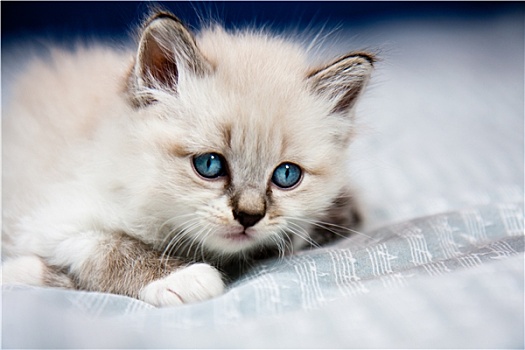 年轻,小猫,蓝眼睛