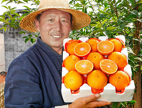 农民手上端着一箱爱媛果冻橙