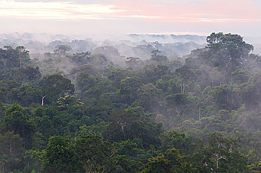 晨雾,俯视,树梢,雨林,自然保护区,区域,秘鲁,南美