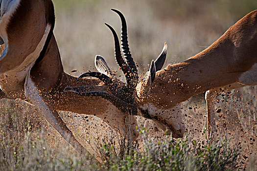跳羚,卡拉哈迪大羚羊国家公园,南非