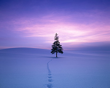 一个,晚间,风景,树,雪原