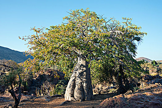 猴面包树,树,考科韦尔德,纳米比亚,非洲