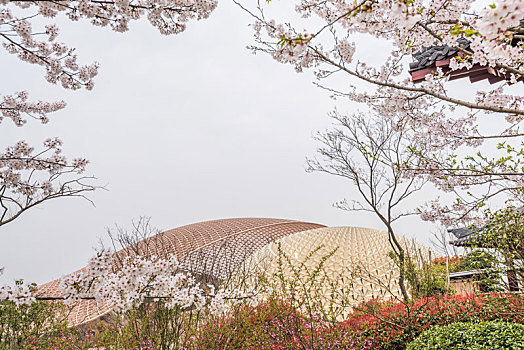 江苏南京,樱花,古建筑