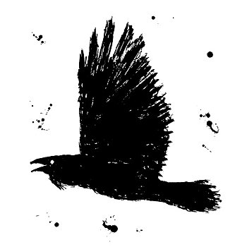 大乌鸦,低劣,墨水,素描,黑色,鸟