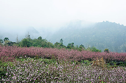 桃花景色