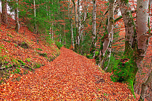 落叶林,秋天,徒步旅行,叶子