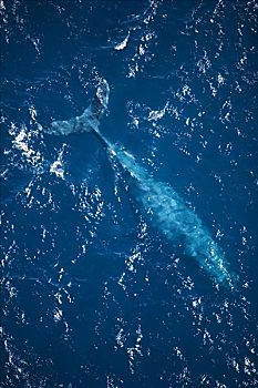夏威夷,毛伊岛,俯视,驼背鲸,仰视,表面,水