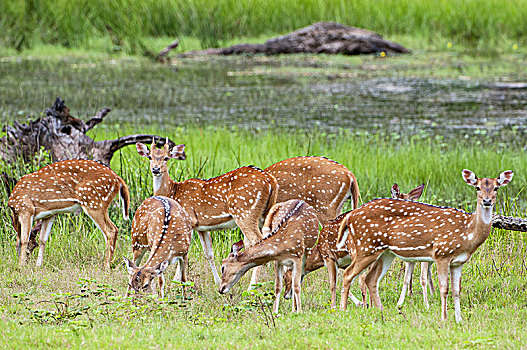 花鹿,斑点,鹿,轴,国家公园,斯里兰卡