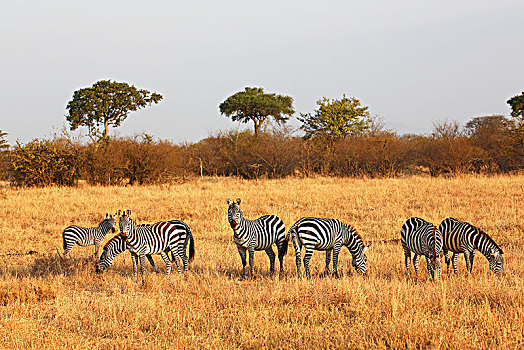 斑马,马,草地,塞伦盖蒂国家公园,坦桑尼亚,非洲