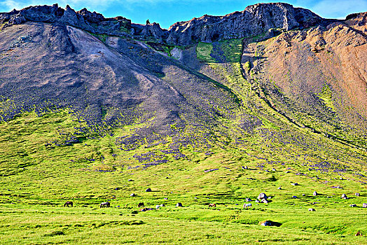 马,放牧,草场,山,后面,斯奈山半岛,冰岛,欧洲