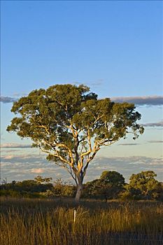 桉树,卡尔巴里,荒芜,西澳大利亚,澳大利亚
