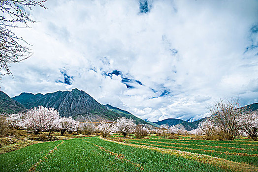 高原桃花