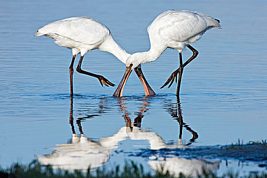 白琵鷺,觅食,浅水,自然保护区,弗莱福兰,荷兰