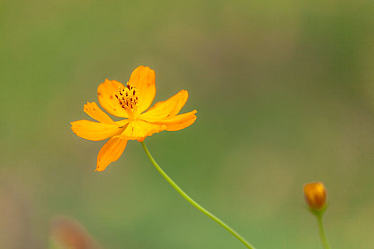 格桑花