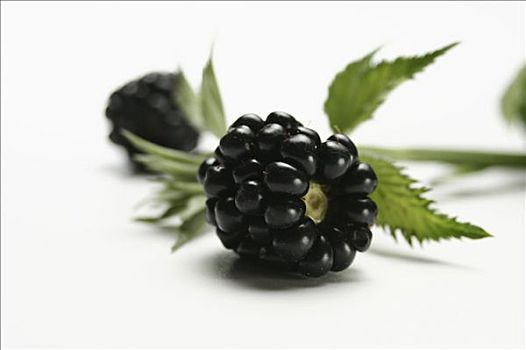 黑莓,茎