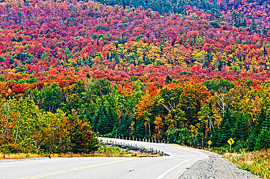 泛加公路,山坡,秋色,苏必利尔湖省立公园,安大略省,加拿大