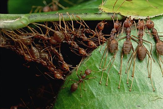 蚂蚁,群,抓,靠近,叶子,茎,下颚,脚趾,拉拽,一起,窝,马来西亚