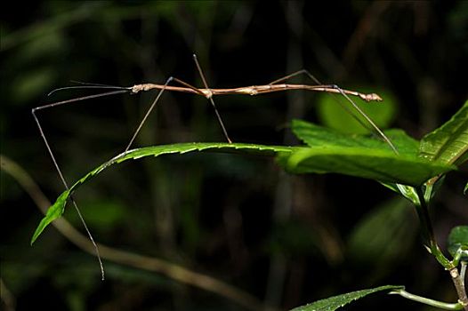 竹节虫,叶子,国家公园,北越,东南亚