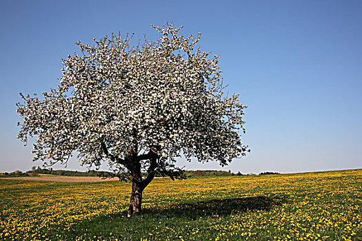 花,苹果树,草地,巴登符腾堡,德国,欧洲