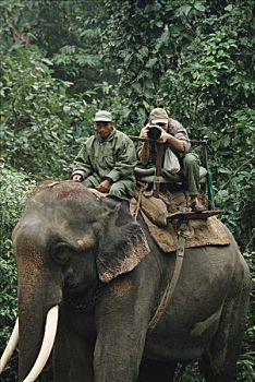 摄影师,摄影,大象,背影,奇旺国家公园,尼泊尔