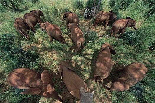非洲象,汇集,看护,树影,东察沃国家公园,肯尼亚
