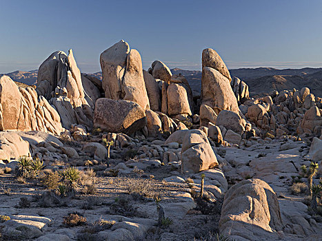 石头,风景,拱形,国家公园,约书亚树,加利福尼亚,北美