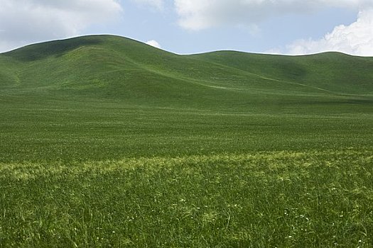 草地,靠近,内蒙古,中国