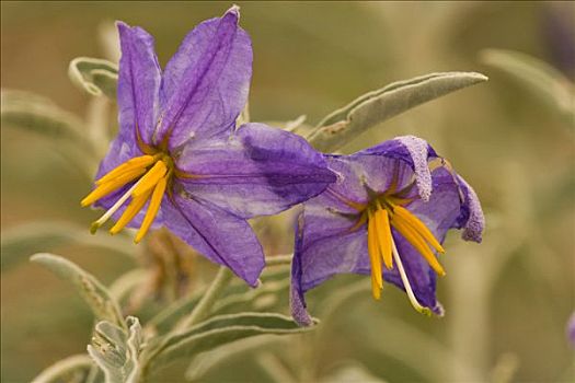 紫色,茄属植物,有毒,荒芜,野花,圣塔丽塔山,亚利桑那