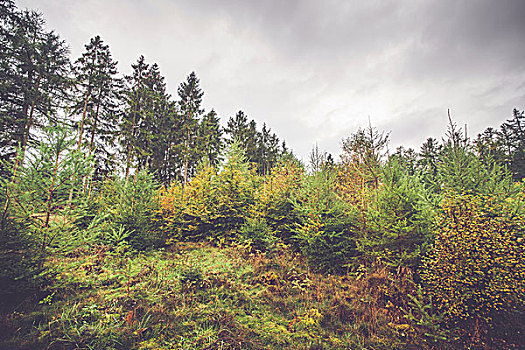 松树,桦树,斯堪的纳维亚,树林,秋天