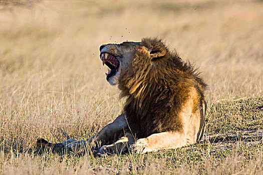 狮子,莫雷米禁猎区,奥卡万戈三角洲,博茨瓦纳,非洲