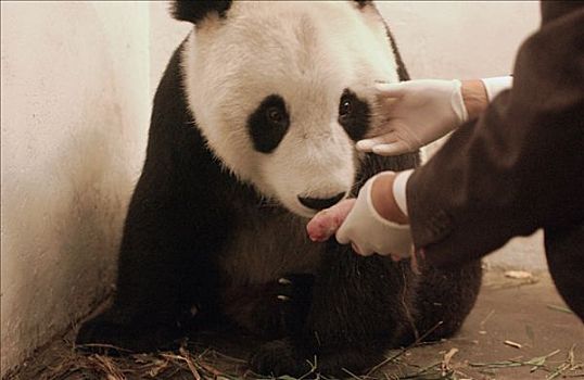 大熊猫,诞生,幼兽,中国,研究中心,卧龙自然保护区