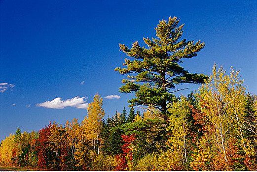 树林,新布兰斯维克,加拿大